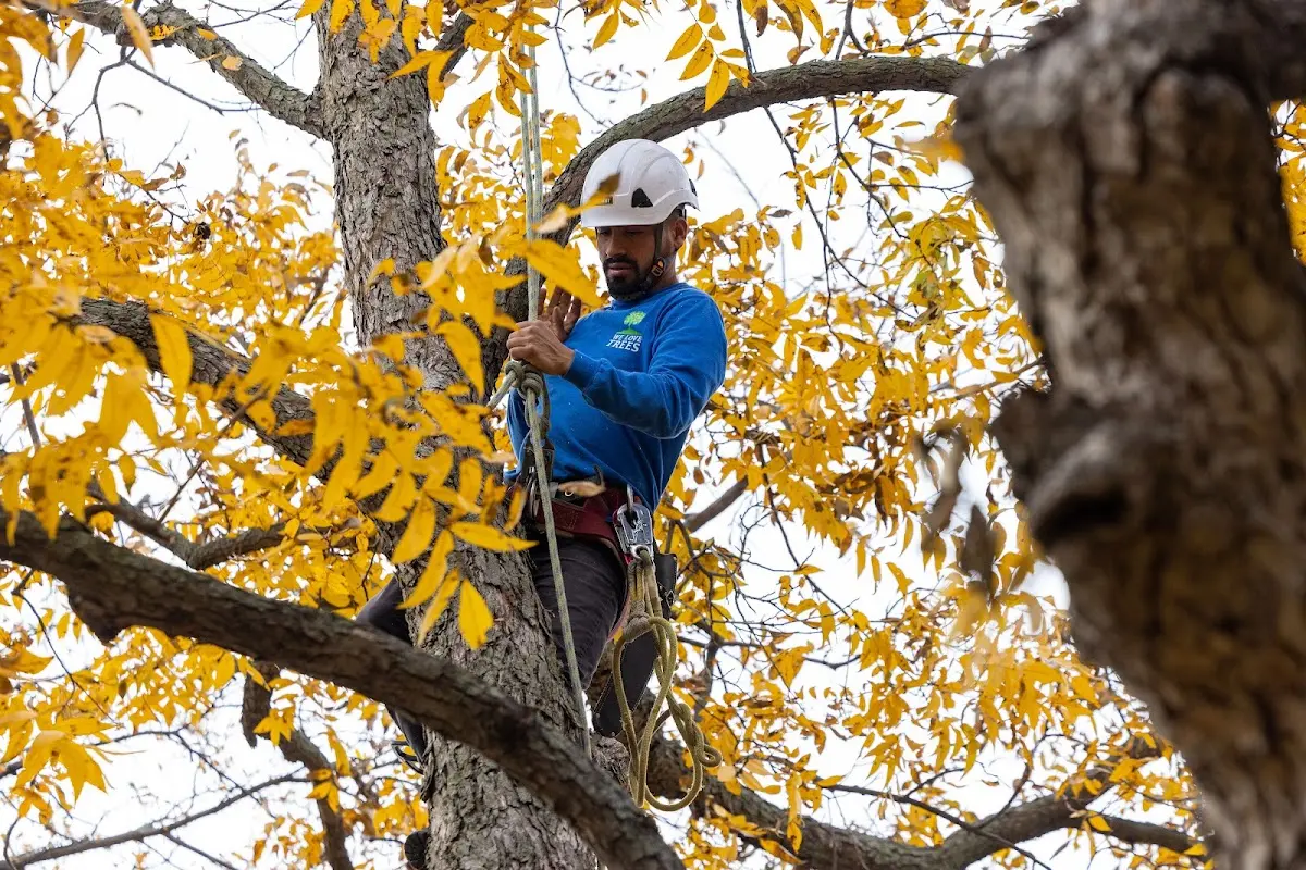 Skilled Storm Damage Cleanup crew working in Jefferson